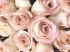 Top View - Pink Roses