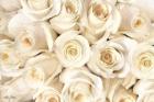 Top View - White Roses