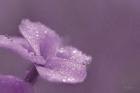 Purple Dew