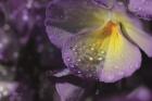 Purple Pansy