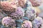 Hydrangeas Abstract