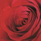 The Red Rose III