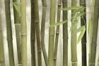 Backlit Bamboo I