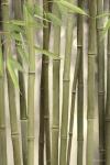 Backlit Bamboo II