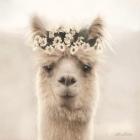 Alpaca with Flowers