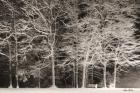 Snowy Trees