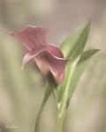 Pink Calla Lily