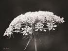 Queen Anne's Lace