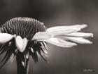 Coneflower