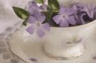 Violet Teacup I