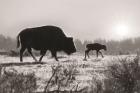 Lamar Valley Migration