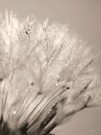 Dandelion Jewels I