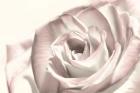 Blush Rose I