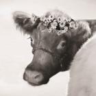 Brown Cow with Flowers
