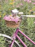 Pink Garden Bike