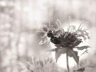 Wild Flowers II