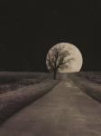 Moonlit Country Road