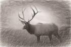 Bull Elk Sketch