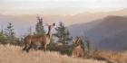 Cascade Mountain Deer