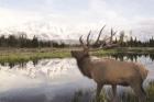 Bull Elk in Tetons
