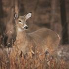 Whitetail Deer