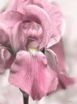 Pink Iris