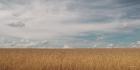 Golden Summer Field