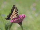 Butterfly Resting Spot I