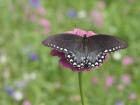 Butterfly Resting Spot II