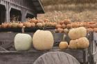 Autumn Pumpkin Harvest