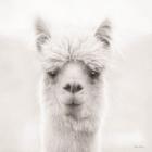 Chip the Alpaca