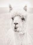 Clover the Alpaca