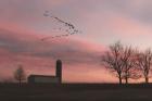 Spring Migration of Snow Geese