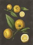 Lemon Citrus