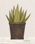 Potted Aloe Vera