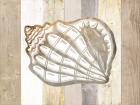 Coastal Shell I