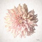 Sweet Dahlia