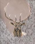 Evander the Winter Elk