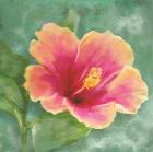 Hibiscus I