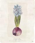 Hyacinthus Orientalis I