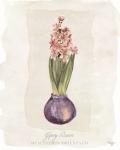 Hyacinthus Orientalis II