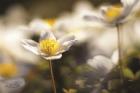 Anemone Up Close