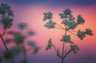 Cow Parsley