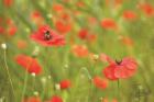 Filed of Poppies