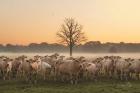 Just Come Cows and A Dead Tree