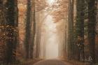 Foggy Autumn Road