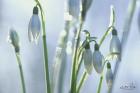 Couple of Snowdrops