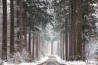 Pines in Winter Dress