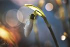 Snowdrops IV