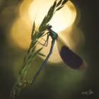 Damselfly in Backlight